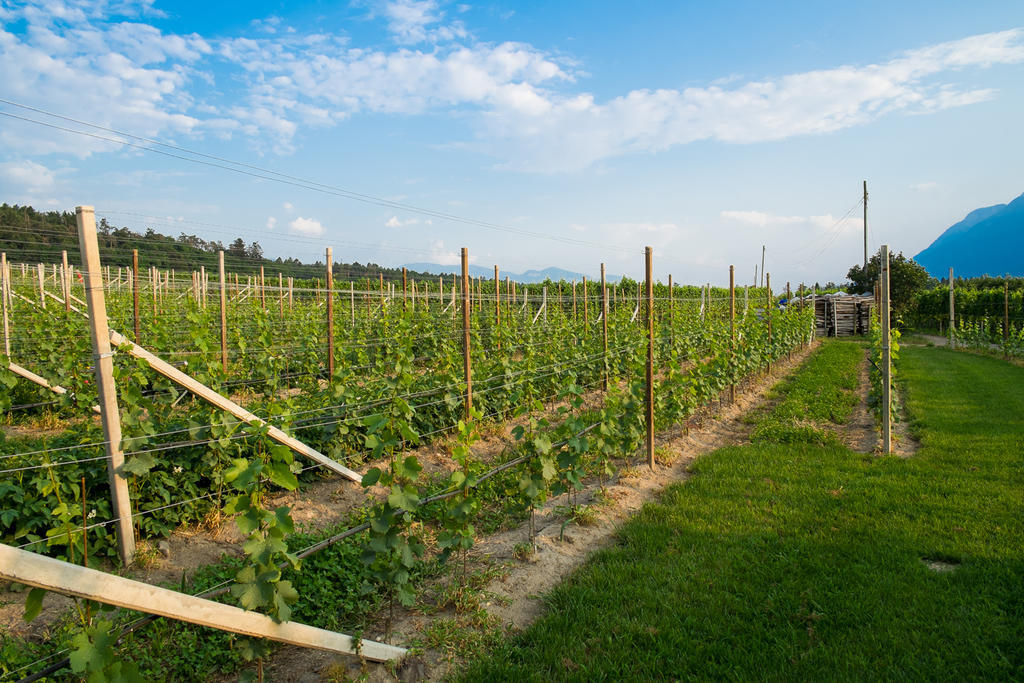 Ferienwohnung Pippohof Appiano Sulla Strada Del Vino Pokój zdjęcie